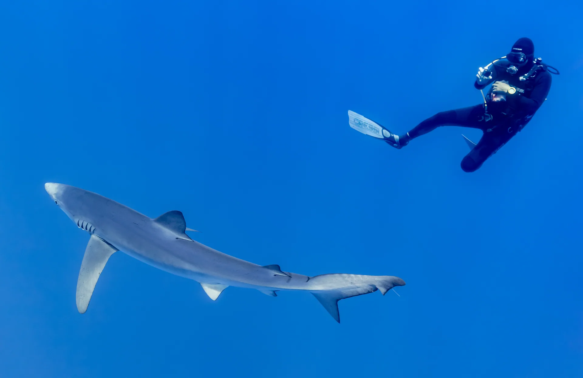 Diver and large fish silhouetted against deep blue ocean light