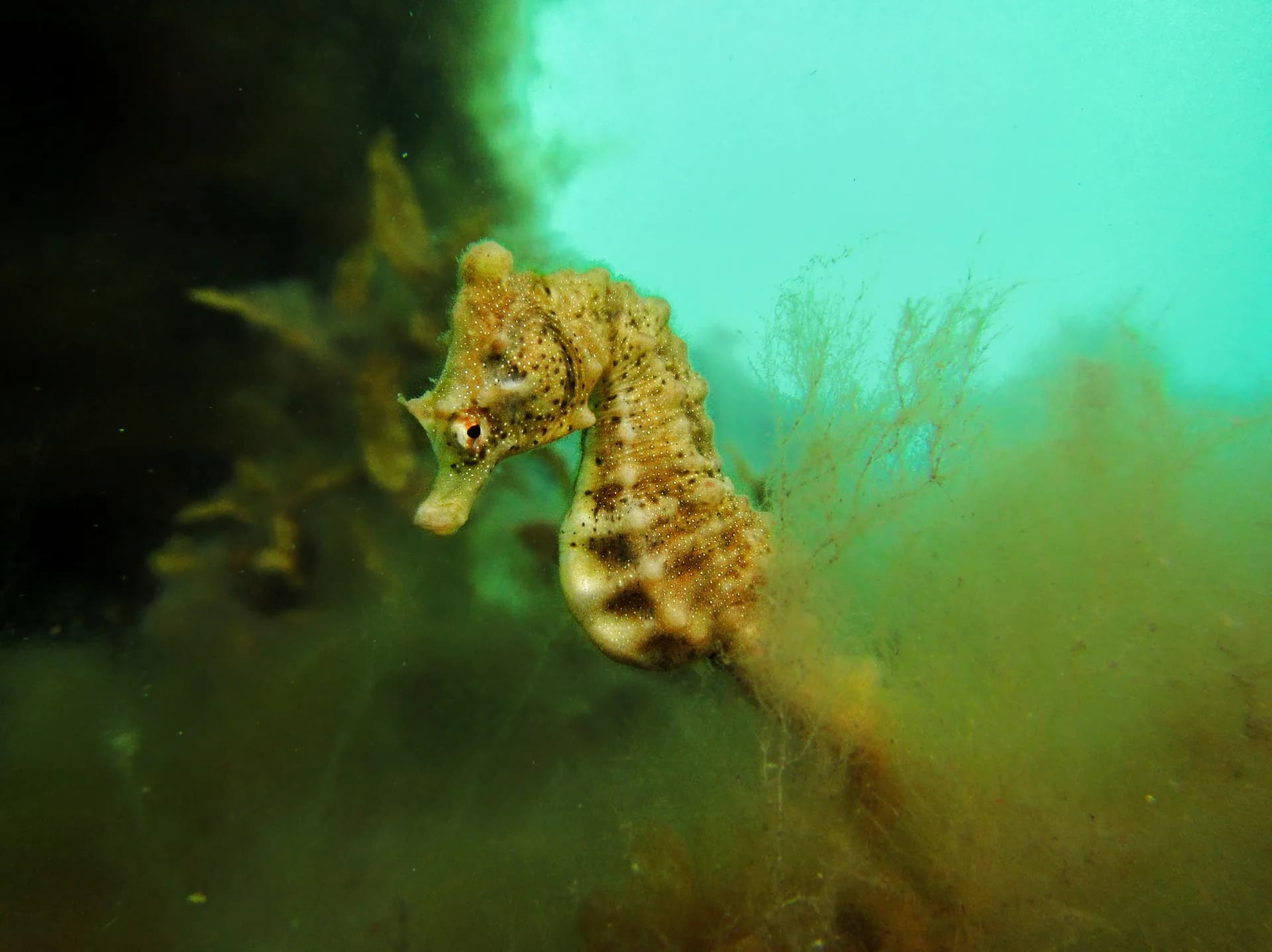 Juvenile seahorse photographed at Rye Pier, Victoria
