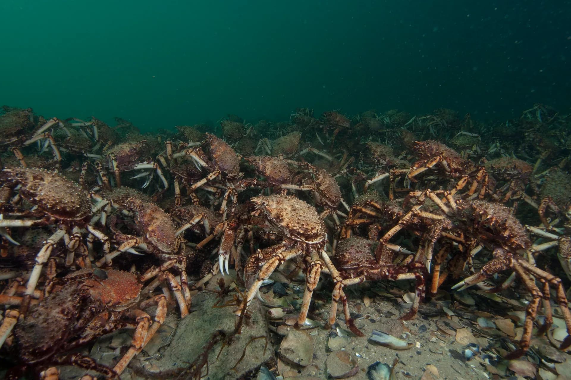 Group of giant spider crabs (Leptomithrax gaimardii) on the seafloor