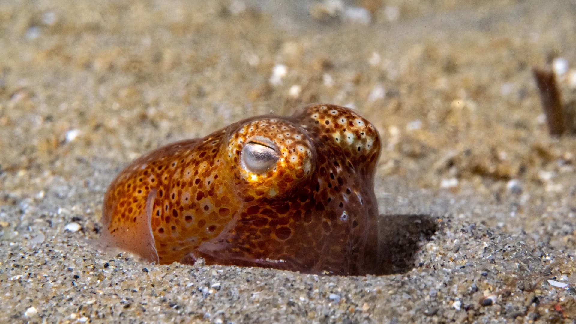 Sepiadarium austrinum southern bottletail squid in Port Phillip Bay