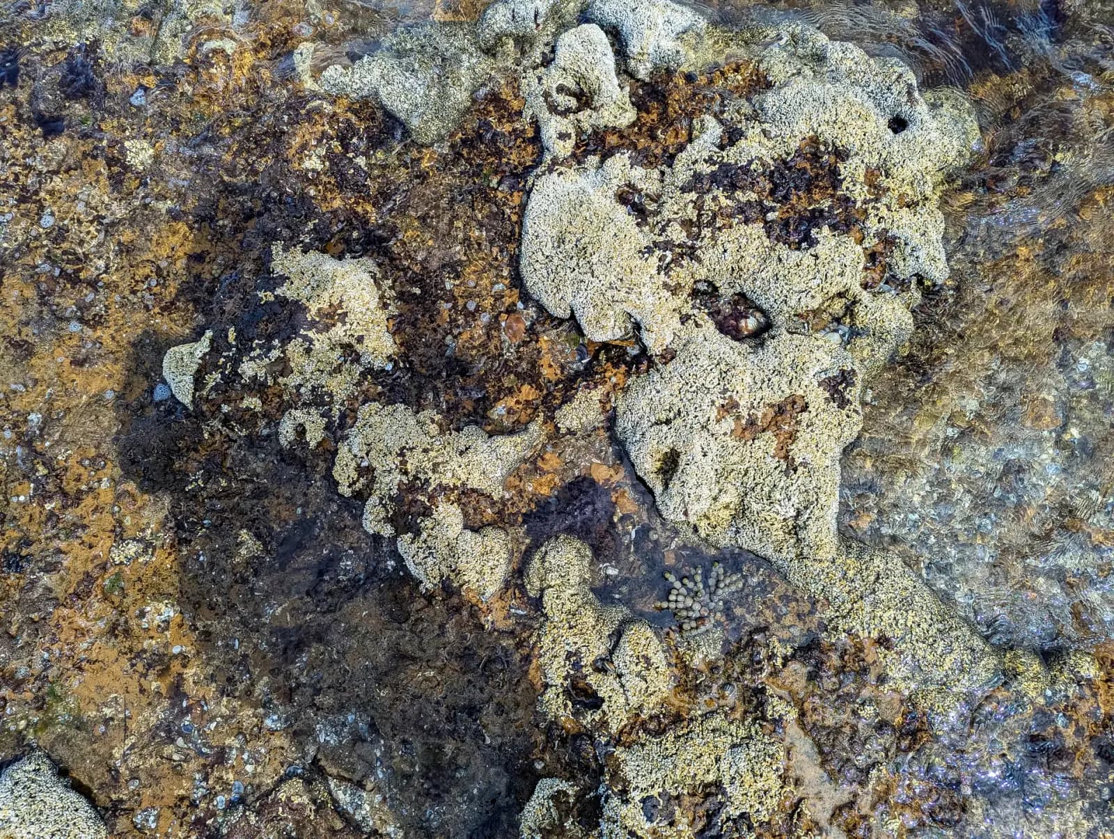 Marine life and reef at Ricketts Point Marine Sanctuary, Beaumaris