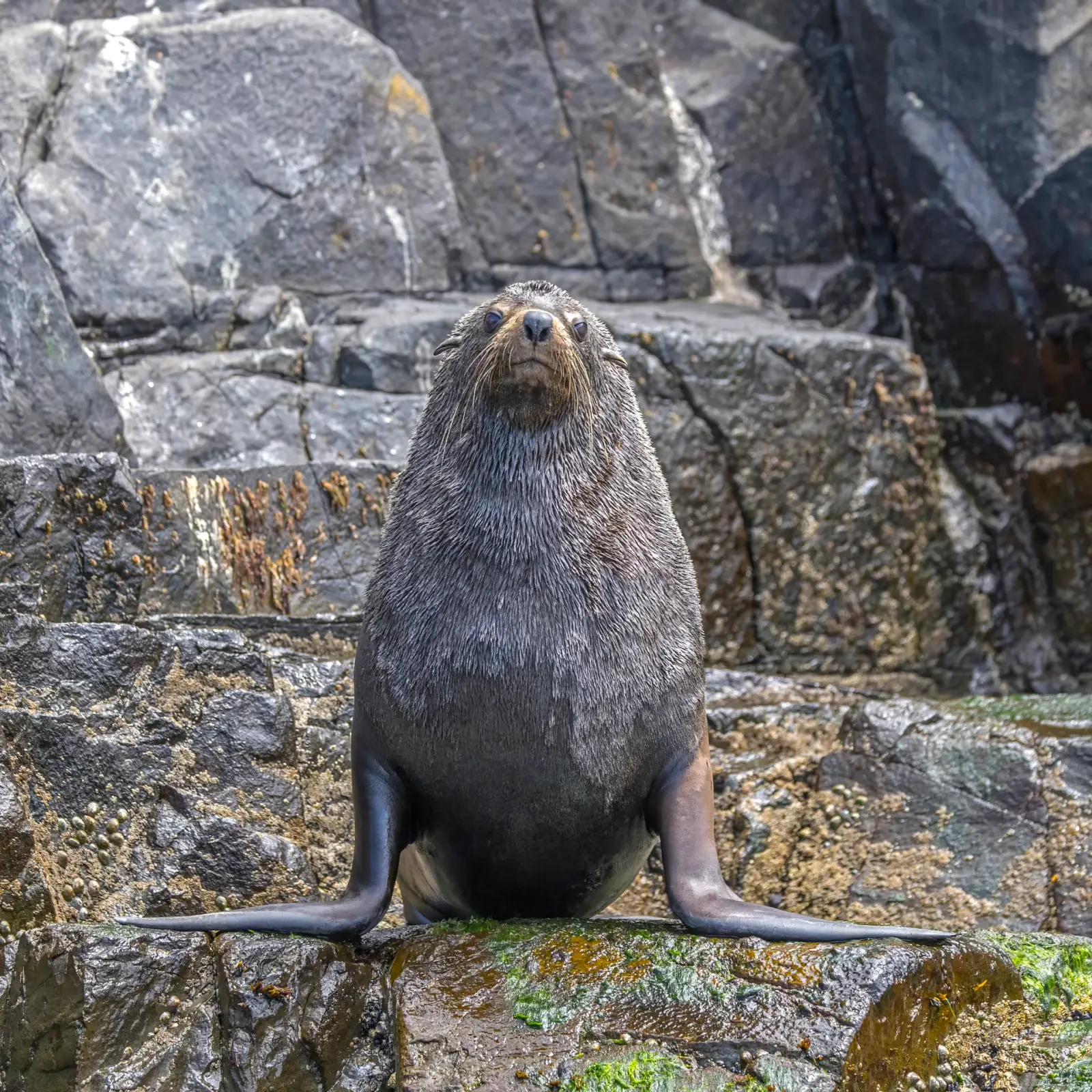 Australian fur seal (Arctocephalus pusillus doriferus)